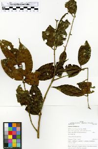 Image Associated With the Occurence