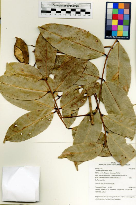 Taralea oppositifolia image