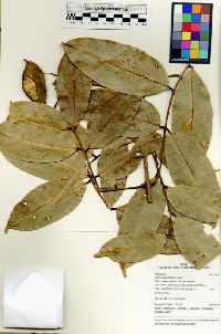 Taralea oppositifolia image