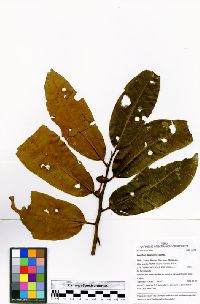 Iryanthera tessmannii image