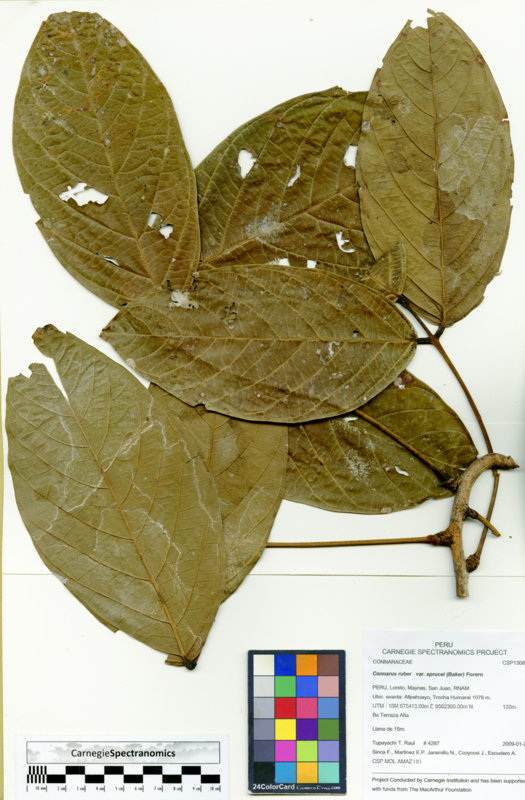 Connarus ruber image