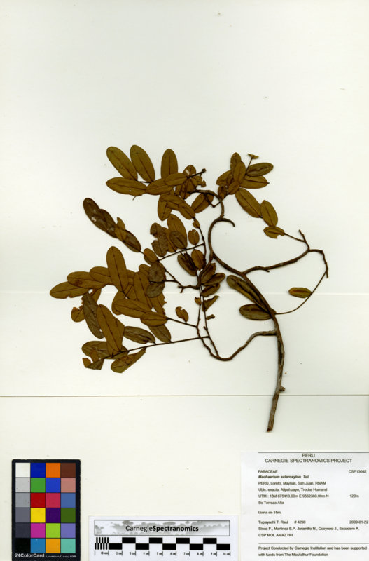 Machaerium scleroxylon image