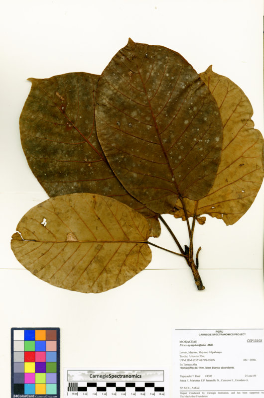 Ficus nymphaeifolia image