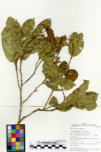 Eugenia dittocrepis image