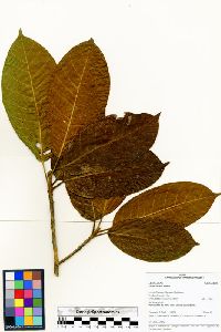 Ficus ursina image