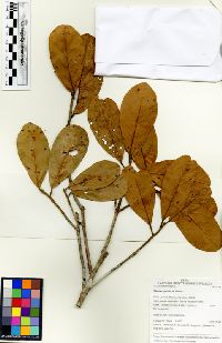 Image of Sloanea gracilis