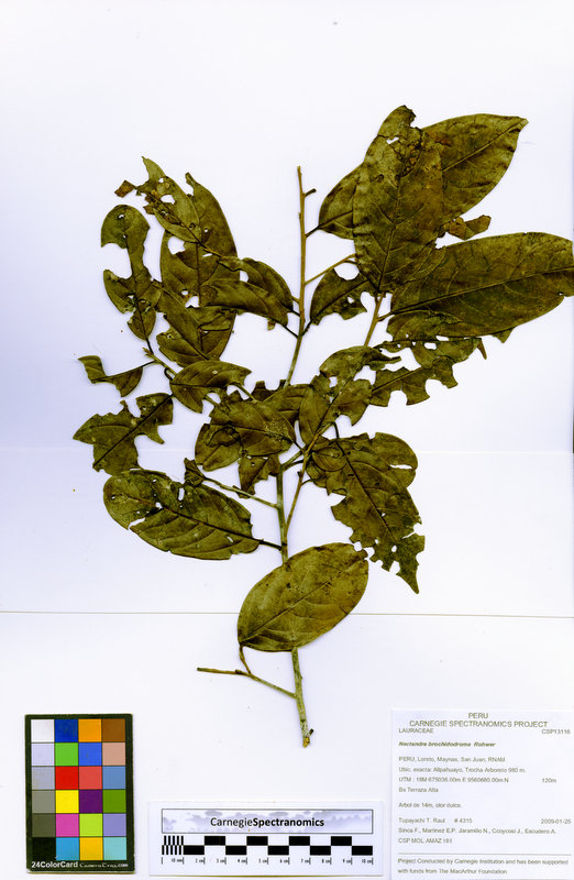 Nectandra brochidodroma image
