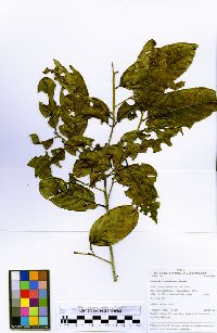 Image of Nectandra brochidodroma