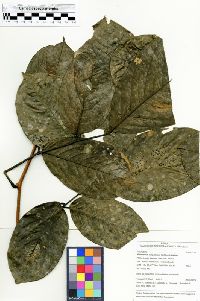Machaerium cuspidatum image