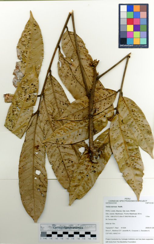 Talisia nervosa image