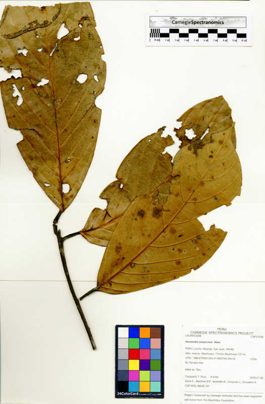 Nectandra amazonum image