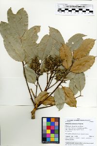 Zanthoxylum acuminatum image