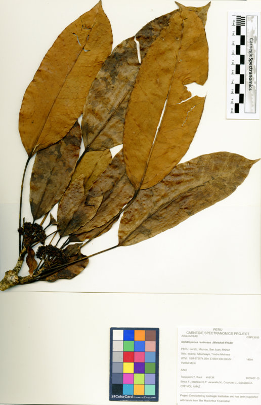 Dendropanax resinosus image