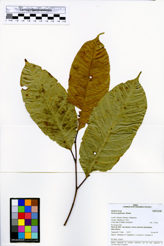 Sorocea pubivena image