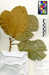 Image of Sloanea synandra