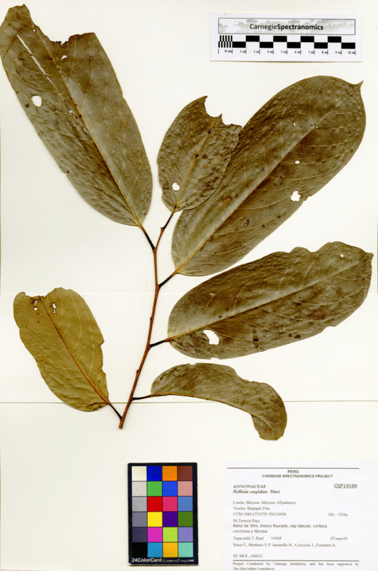 Annona cuspidata image