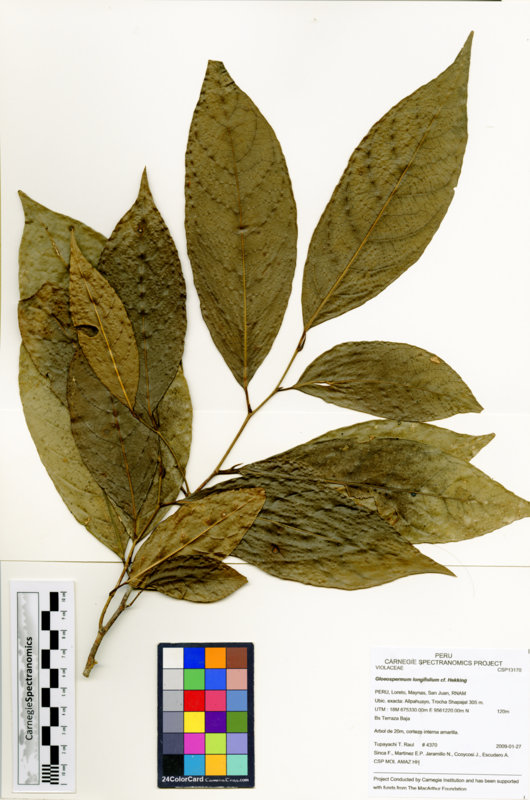 Gloeospermum longifolium image