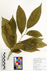 Image of Gloeospermum longifolium