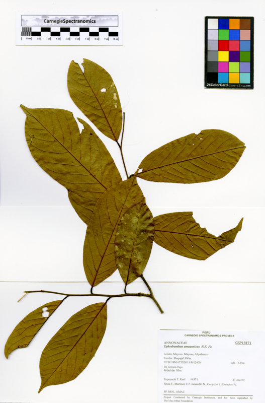 Ephedranthus amazonicus image