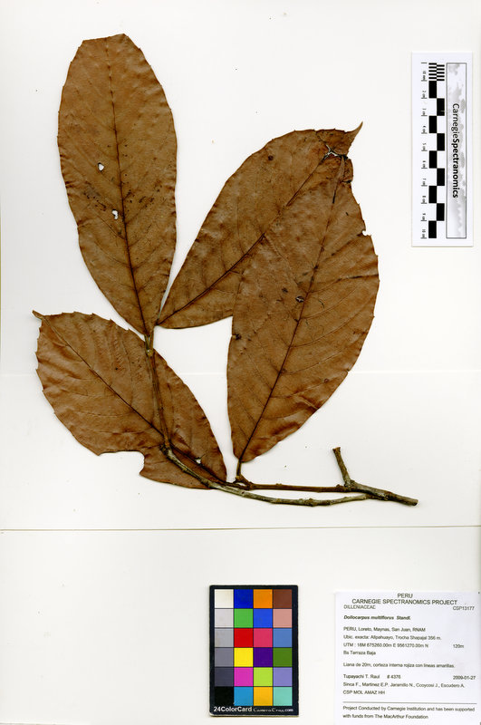Doliocarpus multiflorus image