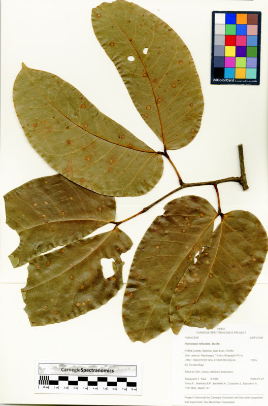 Hymenaea reticulata image