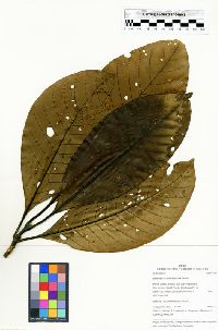Kutchubaea semisericea image