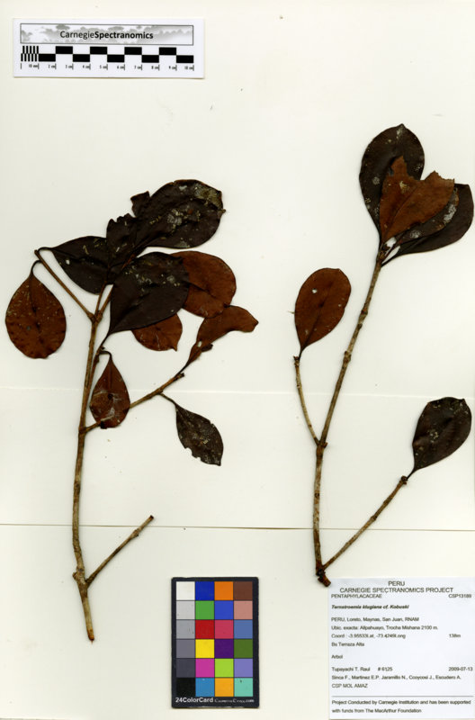 Ternstroemia klugiana image