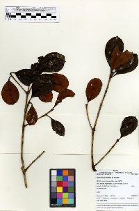 Ternstroemia klugiana image