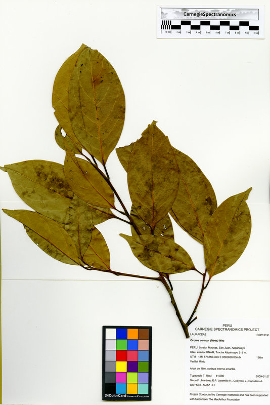 Ocotea cernua image