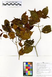 Image of Humiriastrum excelsum
