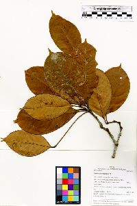 Eugenia pseudopsidium image