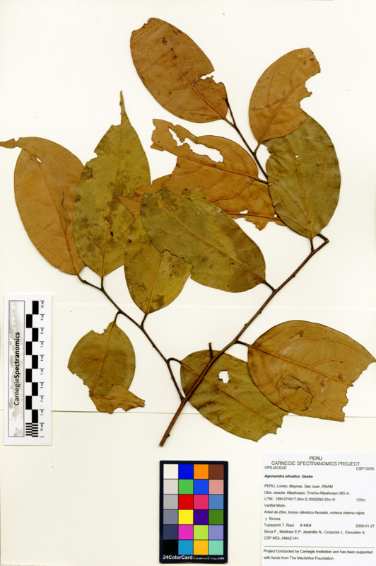 Agonandra silvatica image