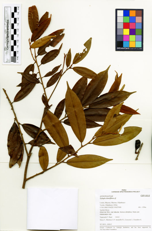 Xylopia densiflora image