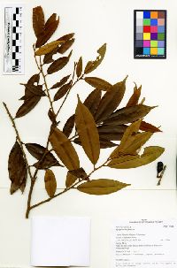 Xylopia densiflora image