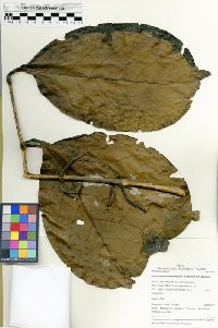 Media resource of Bronwenia mathiasiae