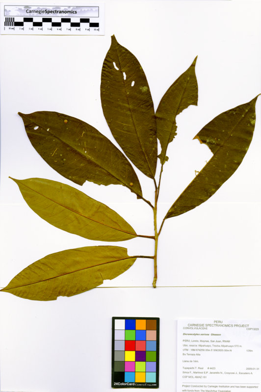 Dicranostyles sericea image