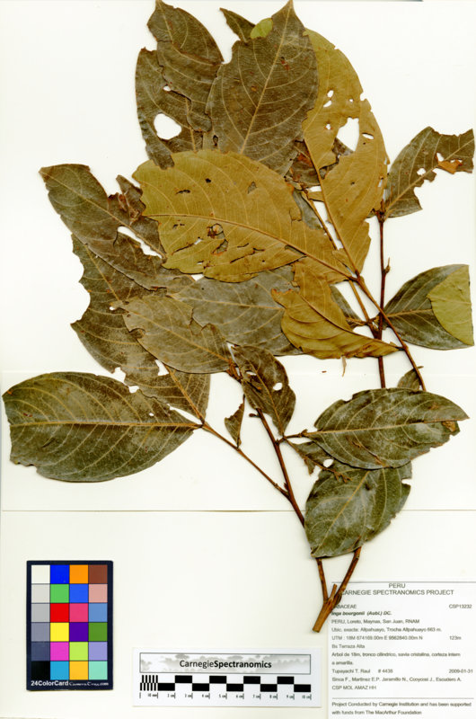 Inga bourgonii image