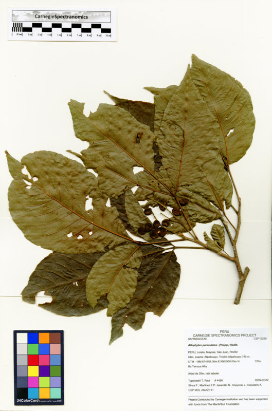 Allophylus paniculatus image