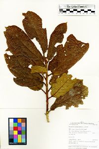 Dicranostyles globostigma image
