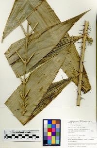 Desmoncus orthacanthos image