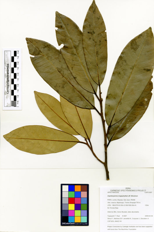 Aspidosperma megaphyllum image