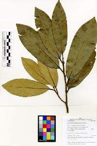 Image of Aspidosperma megaphyllum