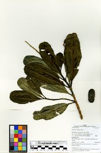 Image of Vochysia venulosa