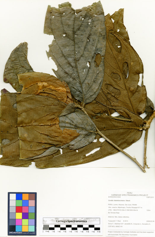 Cordia chamissoniana image