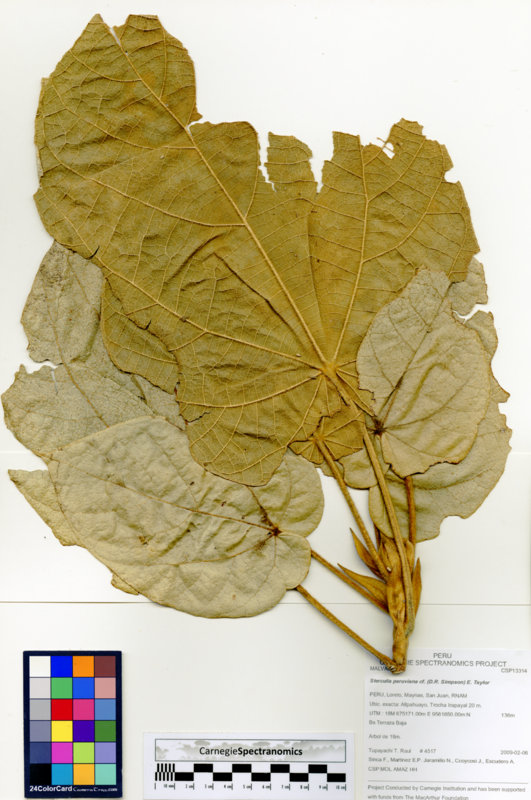 Sterculia peruviana image