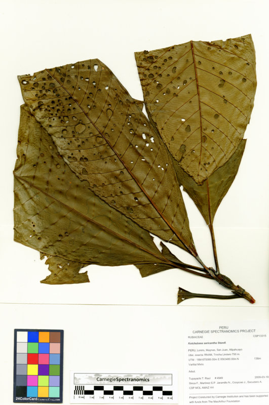 Kutchubaea sericantha image
