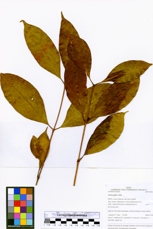 Vismia glabra image