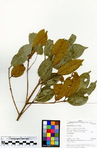 Eugenia dittocrepis image