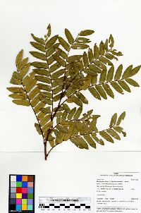 Machaerium ferox image