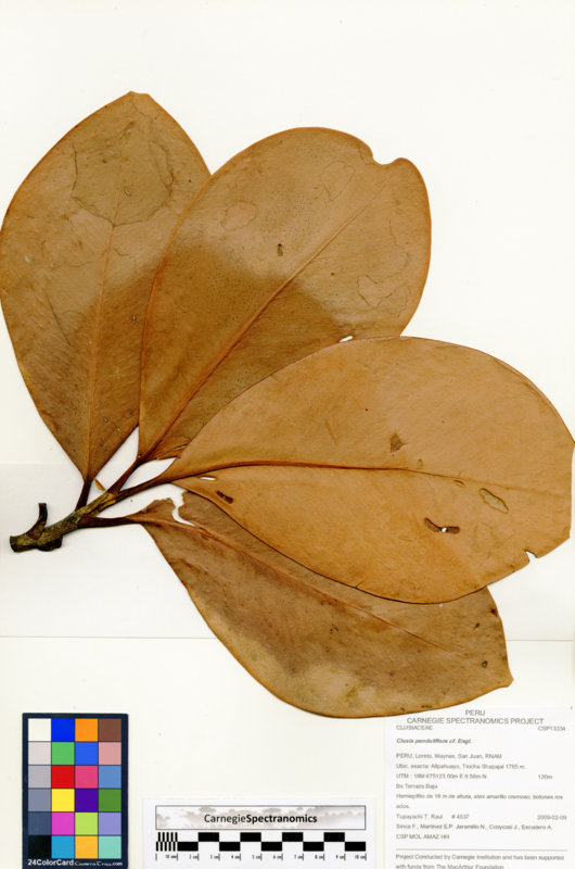 Clusia penduliflora image